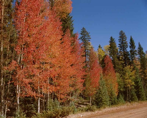 fall-colorsz1.jpg