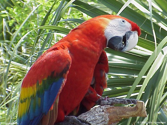 parrot1z.jpg
