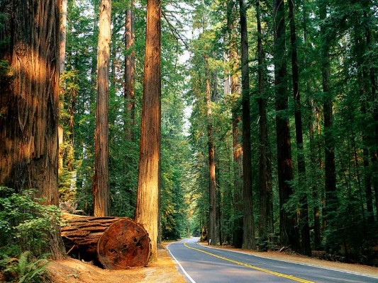redwoodtrees.jpg