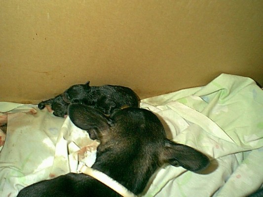 maxine's_1st_2_pups.JPG