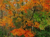 fall-colorsz18.jpg