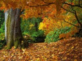 fall-colorsz7.jpg