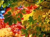 fall-colorsz8.jpg
