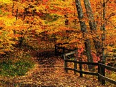 fall-colorsz9.jpg