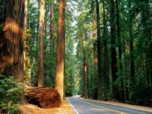 redwoodtrees.jpg