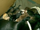 all_6_puppies_the_next_day.JPG