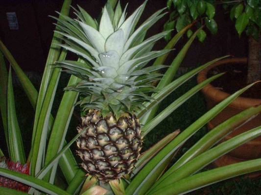 pineappleplant.JPG