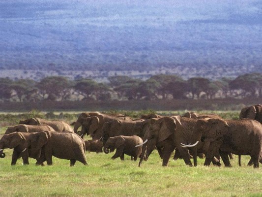 Elephants.jpg