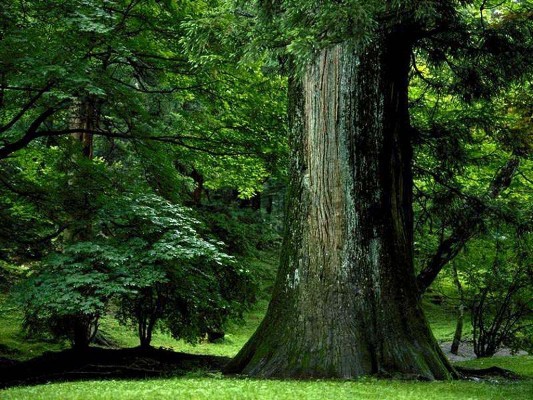 treesz2.jpg