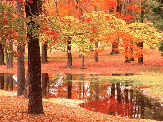 fall-colorsz10.jpg