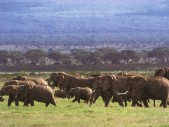 Elephants.jpg