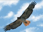 Hawk1.jpg