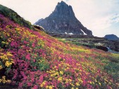 Nature0141.jpg