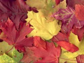 fall-colorsz3.jpg